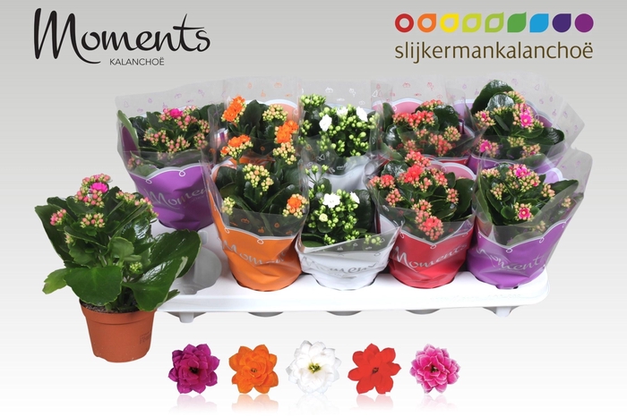 <h4>KAL GE GEM 5 KL</h4>