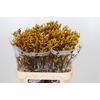 Anigozanthos Gold Fever