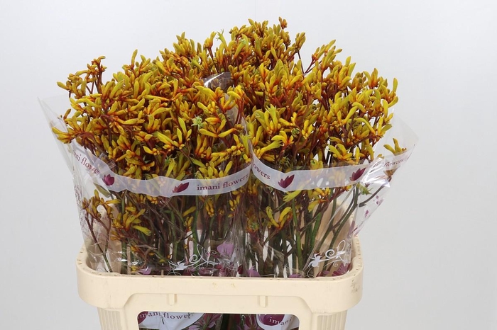 <h4>Anigozanthos Gold Fever</h4>