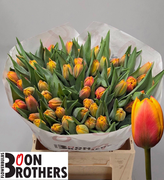 <h4>TU DU ATLAS</h4>