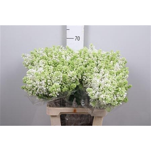 Syr V Mme Fl Stepman 2+