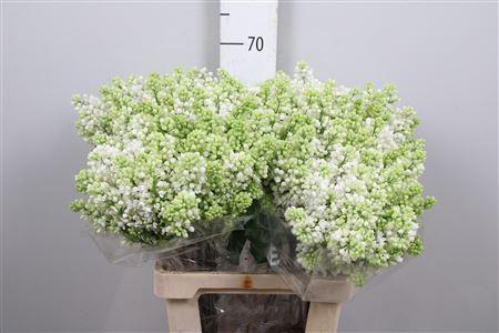 <h4>Syr V Mme Fl Stepman 2+</h4>