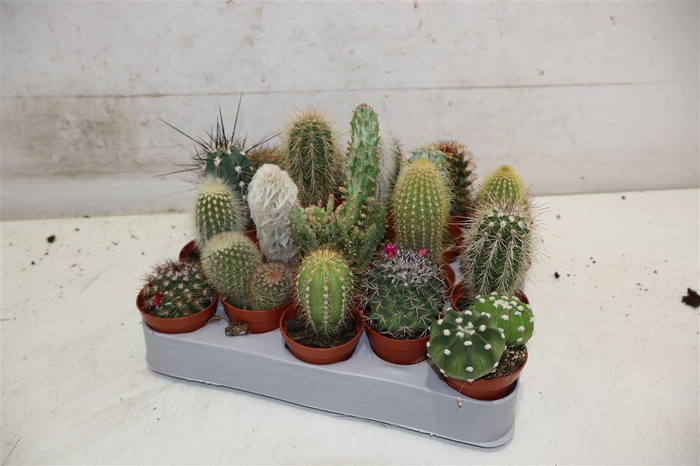 <h4>Cactus Gem</h4>