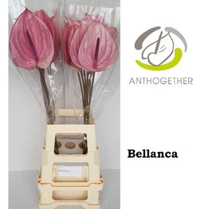 Anthurium andr. 'Bellanca'