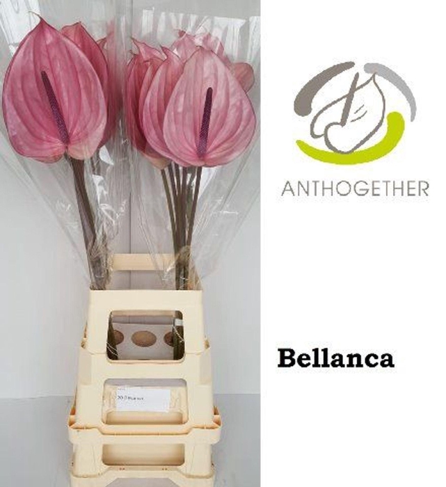 <h4>Anthurium andr. 'Bellanca'</h4>