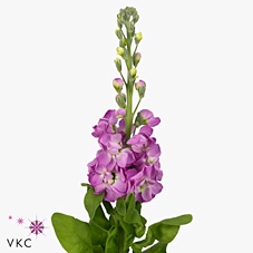 <h4>Matth Phant Pink</h4>