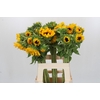 Helianthus Orange Fire