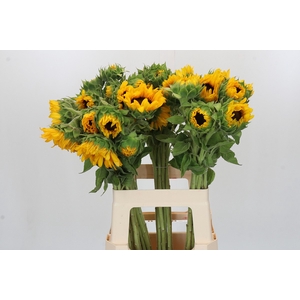 Helianthus Orange Fire