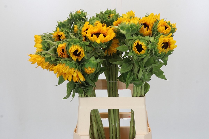 Helianthus Orange Fire