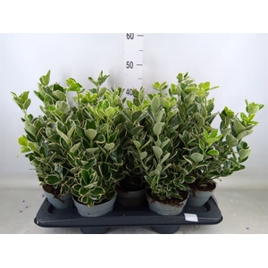 Euonymus fortunei 'Silver Queen'