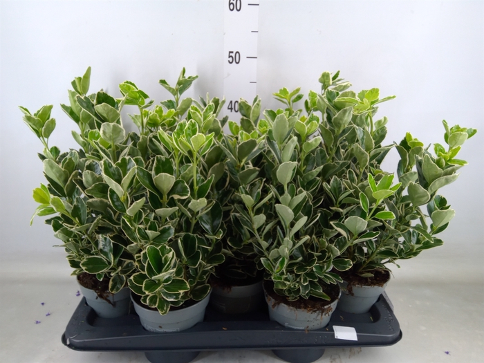 <h4>Euonymus fortunei 'Silver Queen'</h4>