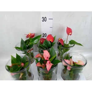 Anthurium   ...