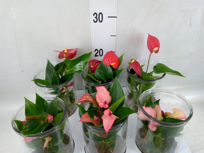 <h4>Anthurium   ...</h4>