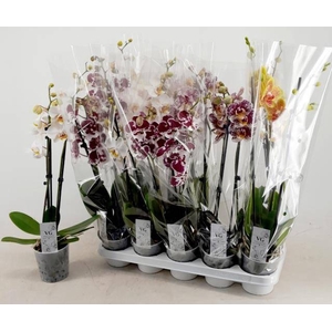 PHAL GEM