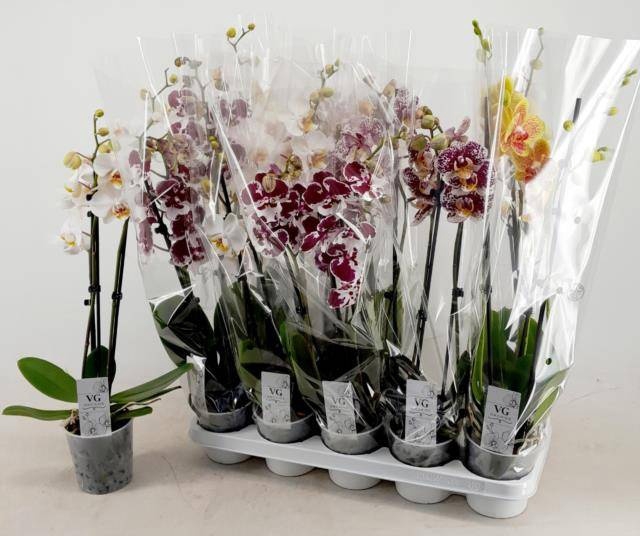 <h4>PHAL GEM</h4>
