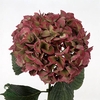 Hydrangea glowing alps classic