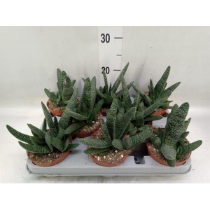 Gasteria carinata var. verrucosa