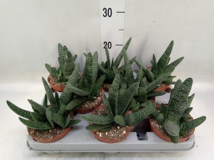 <h4>Gasteria carinata var. verrucosa</h4>