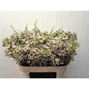 Chame Un Jupite Moon