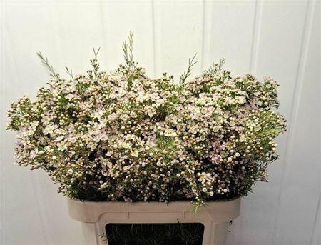 <h4>Chame Un Jupite Moon</h4>