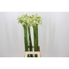 Ornithogalum Saundersiae