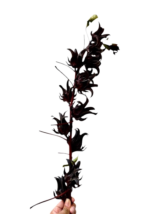 <h4>Hibiscus Sabdariffa</h4>