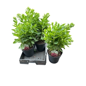 SEDUM HERBSTFREUDE