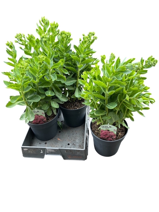 <h4>SEDUM HERBSTFREUDE</h4>