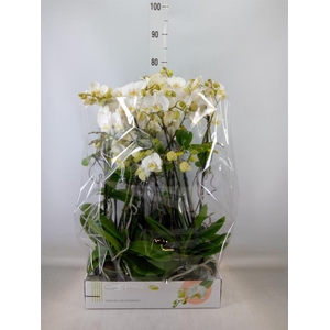 Phalaenopsis multi.   ...white