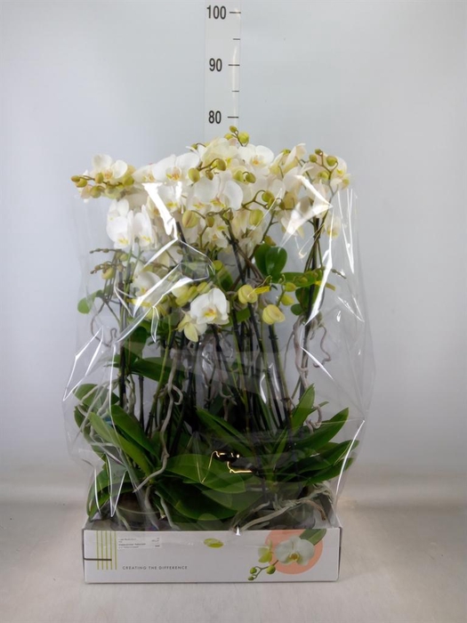 <h4>Phalaenopsis multi.   ...white</h4>