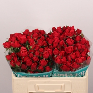 R TR ENGLISH ROSEVER