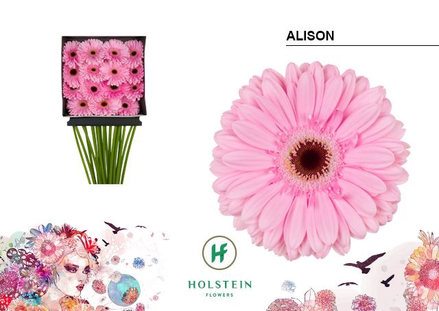 <h4>Gerbera Alison Diamond per kaart</h4>