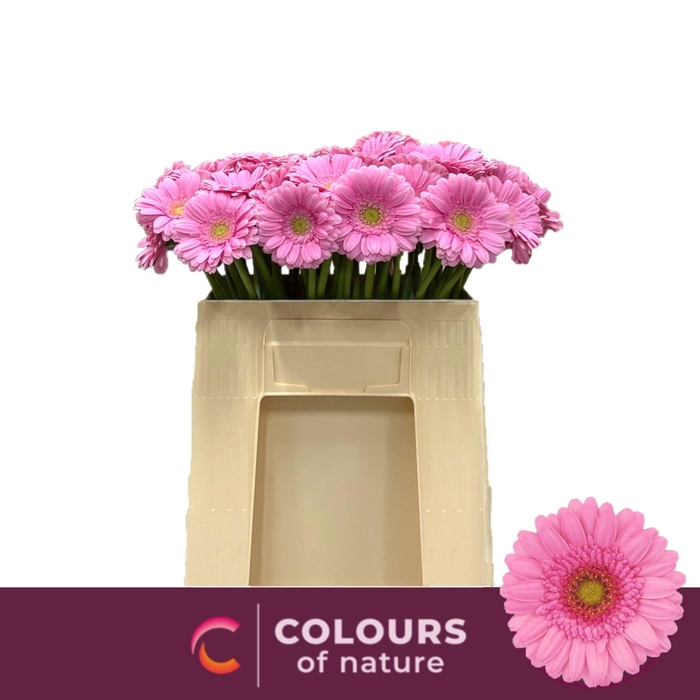 <h4>GE MI KIMSEY</h4>