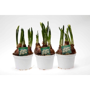 NARCISSUS TAZETTA p11 erlicher