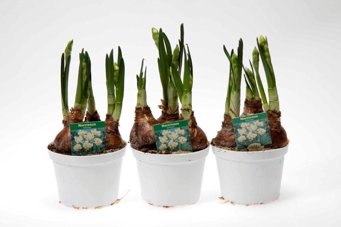 <h4>NARCISSUS TAZETTA</h4>