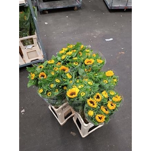 HELIANTHUS VINCENT CHOICE 70CM ITAL