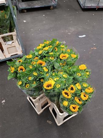 <h4>HELIANTHUS VINCENT CHOICE 70CM ITAL</h4>