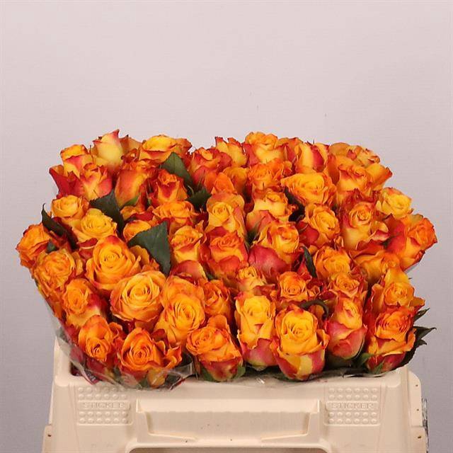 <h4>R GR MARIE-CLAIRE!</h4>