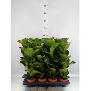 Ficus lyrata 'Bambino'