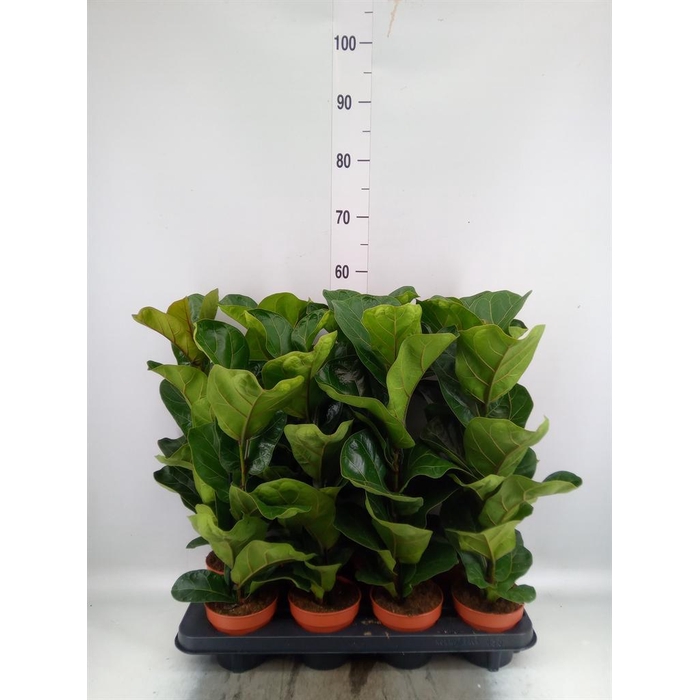 <h4>Ficus lyrata 'Bambino'</h4>