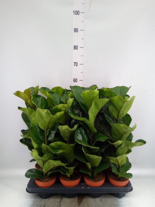 Ficus lyrata 'Bambino'