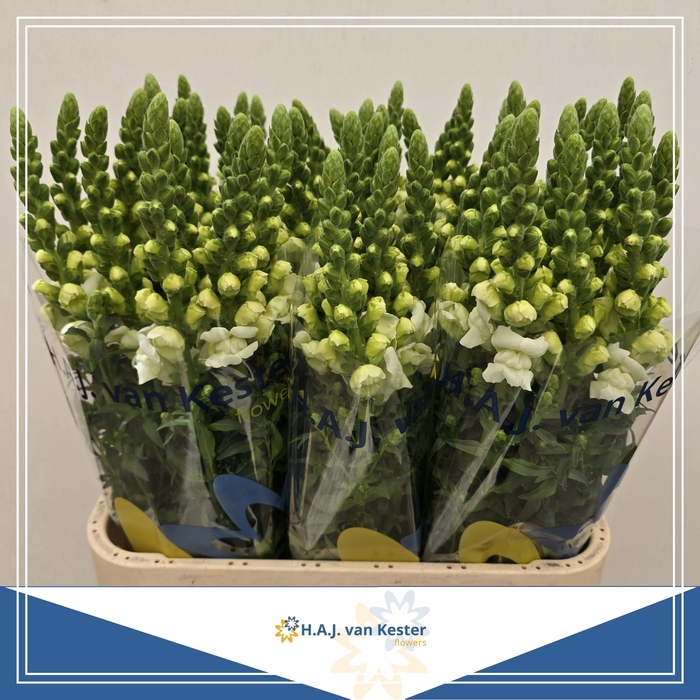 <h4>ANTIR COOL WHITE</h4>