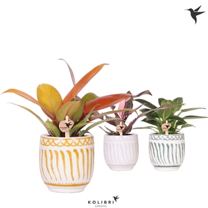 Kolibri Greens Philodendron mix in Granada pot mix