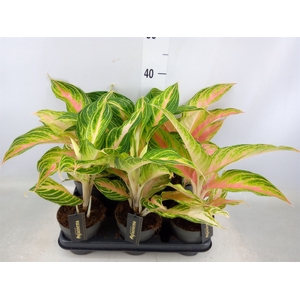 Aglaonema   ...