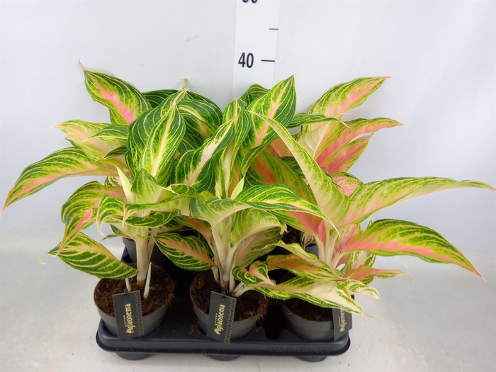 <h4>Aglaonema   ...</h4>