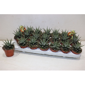 arr8 Haworthia F Big Band