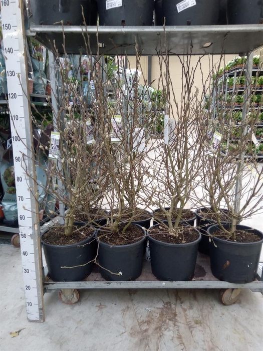 <h4>Magnolia stellata</h4>