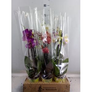 Phalaenopsis   ...mix  4
