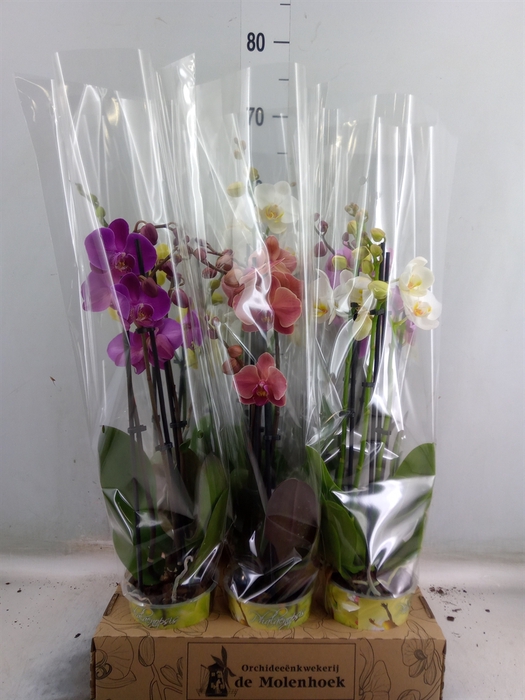 <h4>Phalaenopsis   ...mix  4</h4>