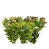 HYPERICUM VARIADO 070 CM